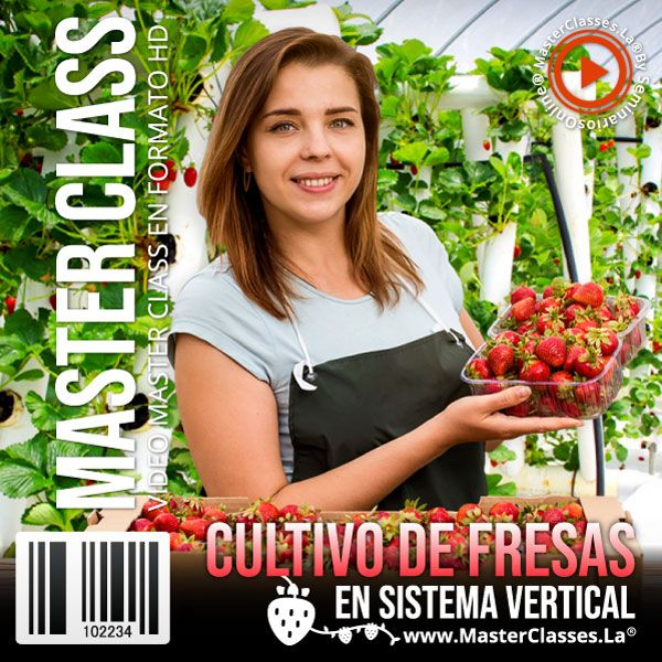 [1307636] CULTIVO DE FRESAS EN SISTEMA VERTICAL