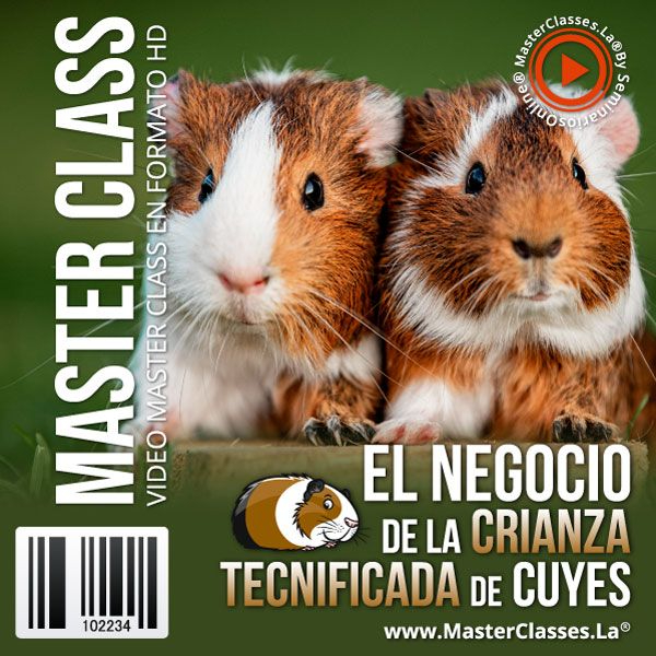 EL NEGOCIO DE LA CRIANZA TECNIFICADA DE CUYES