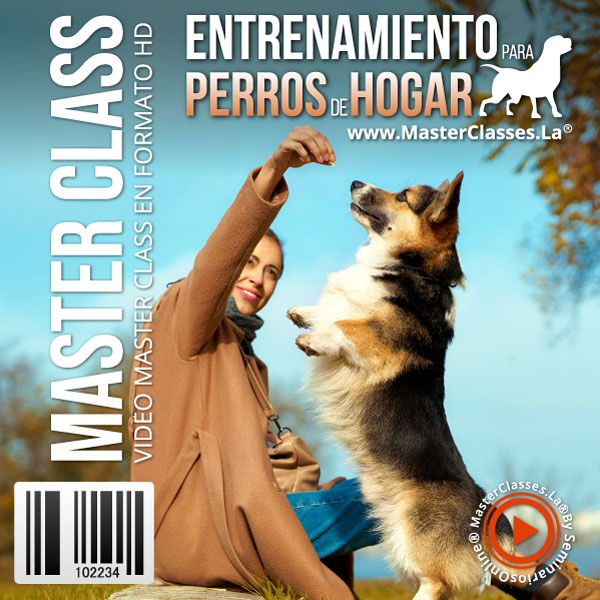 ENTRENAMIENTO PARA PERROS DE HOGAR