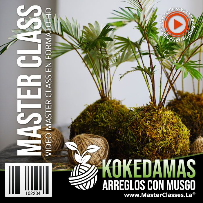 [1324240] KOKEDAMAS ARREGLOS CON MUSGO